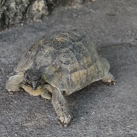 Georgia Old Town Pensiune Rhodes City